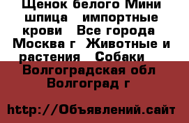 Щенок белого Мини шпица , импортные крови - Все города, Москва г. Животные и растения » Собаки   . Волгоградская обл.,Волгоград г.